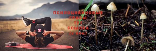 СК Гатчина