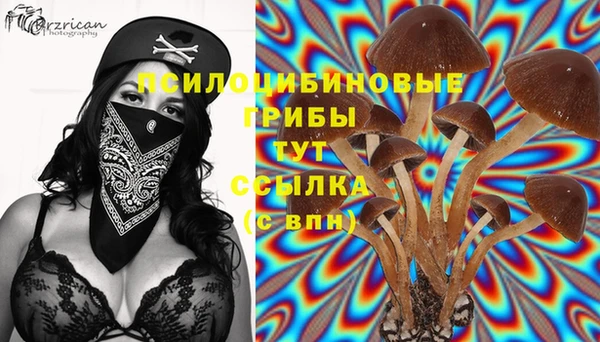 СК Гатчина